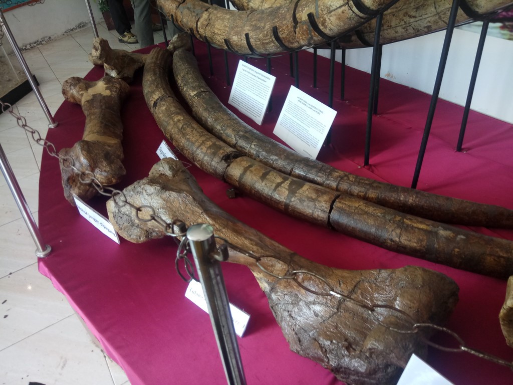 Gambar 2. Replika Fosil Tulang dan Gading Stegodon di Museum Patiayam (Sumber: Dokumentasi Pribadi)